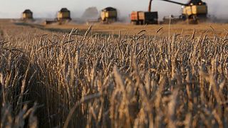 سوفكون: صادرات القمح الروسية تلقى دعما من المخزونات وتوقعات المحصول