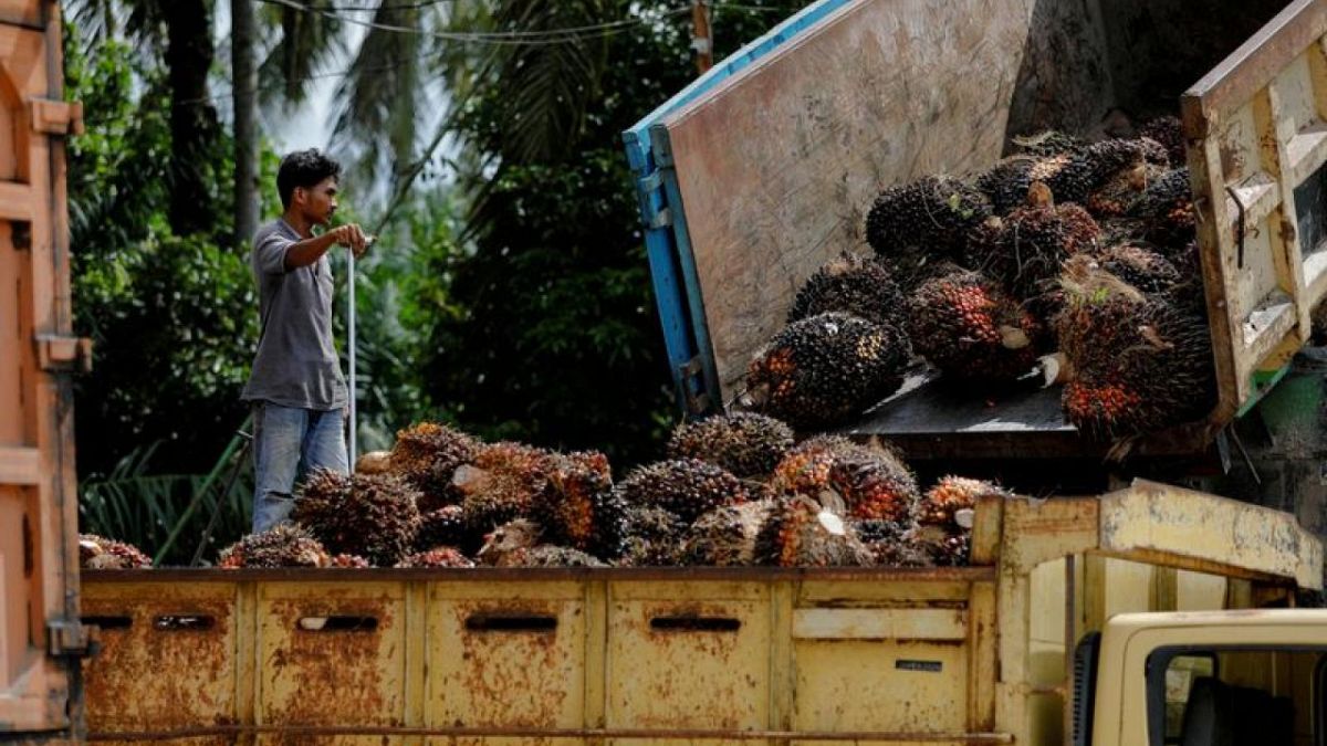 Indonesia's palm oil export ban seen shortlived on limited storage