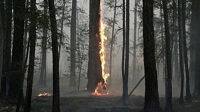 La enorme pérdida de bosques en 2021 amenaza los objetivos climáticos mundiales - informe
