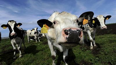 La UE aprueba un plan español de ayuda a los productores de leche ante la guerra en Ucrania