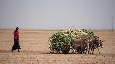 الأمم المتحدة ووكالات: الجفاف ينذر بمجاعة في منطقة القرن الأفريقي