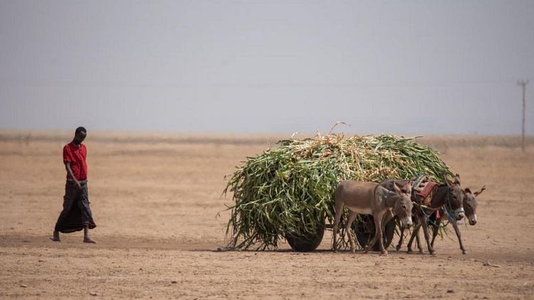 Drought threatens starvation in Horn of Africa, U.N., agencies say