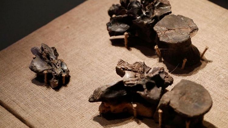 الأكبر على الإطلاق.. علماء بالأرجنتين يكتشفون حفرية ديناصور من جنس الميجارابتور المفترس