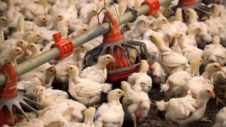 EEUU registra su primer caso humano de gripe aviar H5