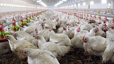 La gripe aviar pone en confinamiento a los pollos orgánicos de EEUU a Francia