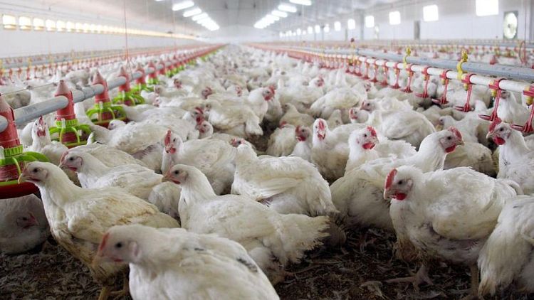 Francia intensifica controles de gripe aviar ante aumento de nuevos casos