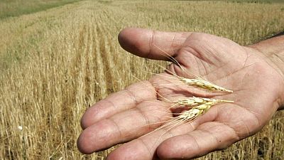 أوكرانيا تستكمل غرس بذور ثلث محصول ربيع 2022