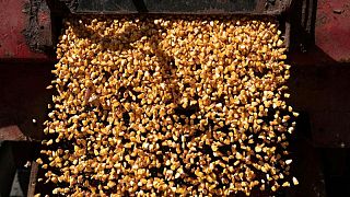 Consejo Internacional de Cereales recorta pronóstico global para maíz y trigo en 2022/23