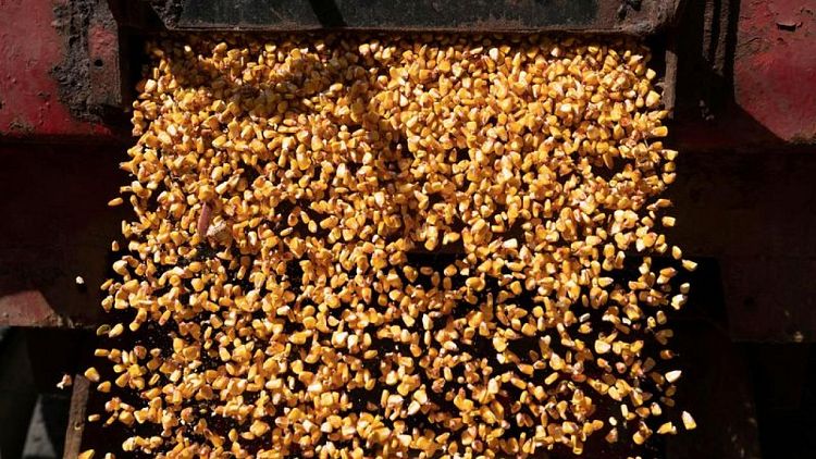 Futuros del maíz y la soja en Estados Unidos suben antes del fin de semana
