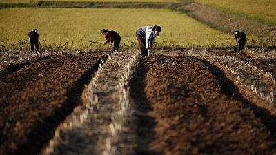 N.Korea mobilises office workers to fight drought amid food shortages