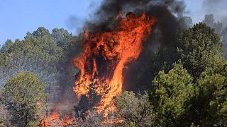 ولاية نيو مكسيكو تسارع الخطى لمكافحة حرائق الغابات قبل هبوب رياح عاتية
