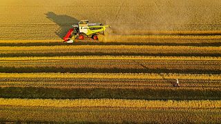 خبير: الطقس الجاف والحار في فرنسا سيلحق أضرارا بالغة بمحاصيل الحبوب