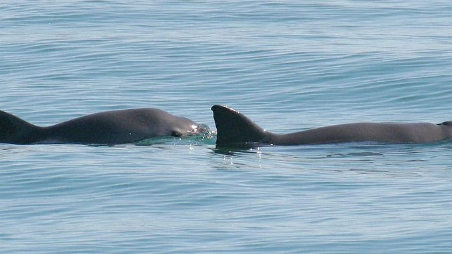 Genome study offers hope for diminutive endangered porpoise | Euronews