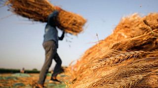 مسؤول بوزارة الزراعة المصرية: تم حصاد أكثر من 700 ألف فدان من القمح منذ أول أبريل