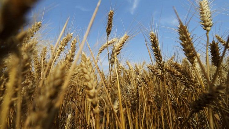 China ordena medidas enérgicas contra destrucción ilegal de cultivos de trigo