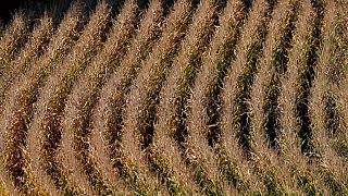 Francia ve menor área de siembra de maíz y más hectáreas para girasol este año