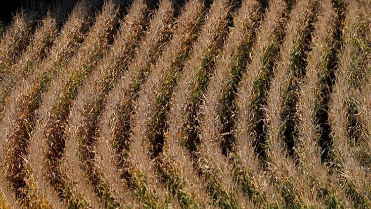 Francia ve menor área de siembra de maíz y más hectáreas para girasol este año
