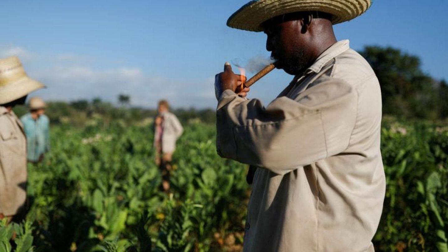 LA GUERRA POR LOS PUROS HABANOS 