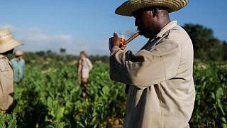 Famosos puros de Cuba torcidos a mano anotan récord de ventas en 2021