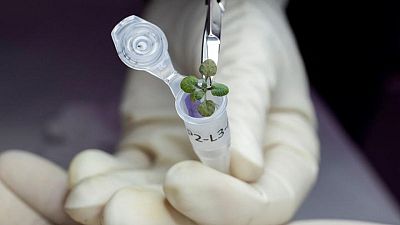 In one giant leap for Earth plants, seeds are grown in moon soil