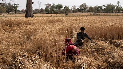 حصري-متعاملون: 1.8 مليون طن من القمح عالقة في موانئ بسبب الحظر الهندي المفاجئ