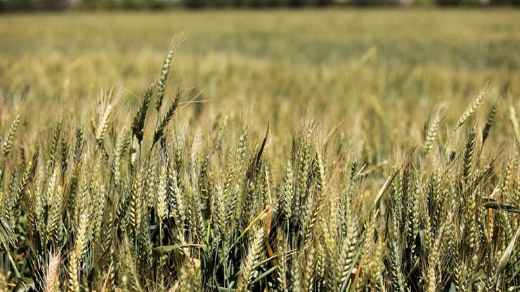 Maíz, soja y trigo suben por fortaleza de materias primas y buen clima en EEUU