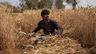الهند تسمح بشحن القمح الذي ينتظر التخليص الجمركي وبالصادرات لمصر
