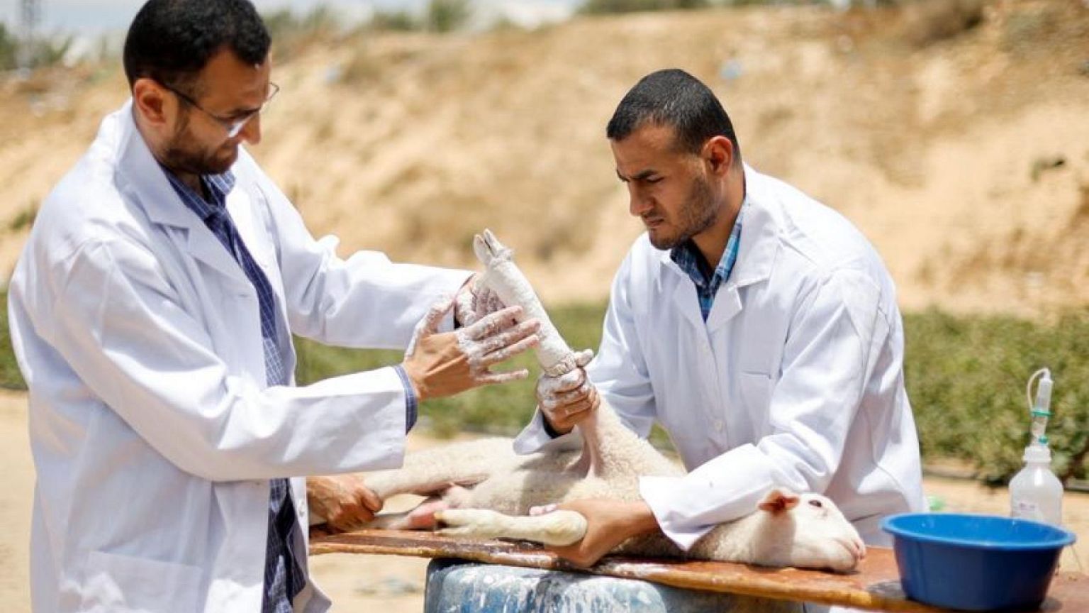 اخصائيا أطراف صناعية يعالجان كسور الحيوانات المصابة في غزة