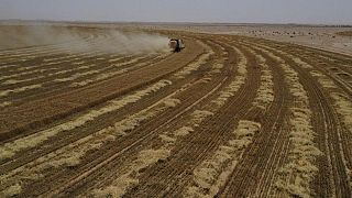 الوكالة الرسمية: العراق يملك مخزونا من القمح يكفي 4 أشهر