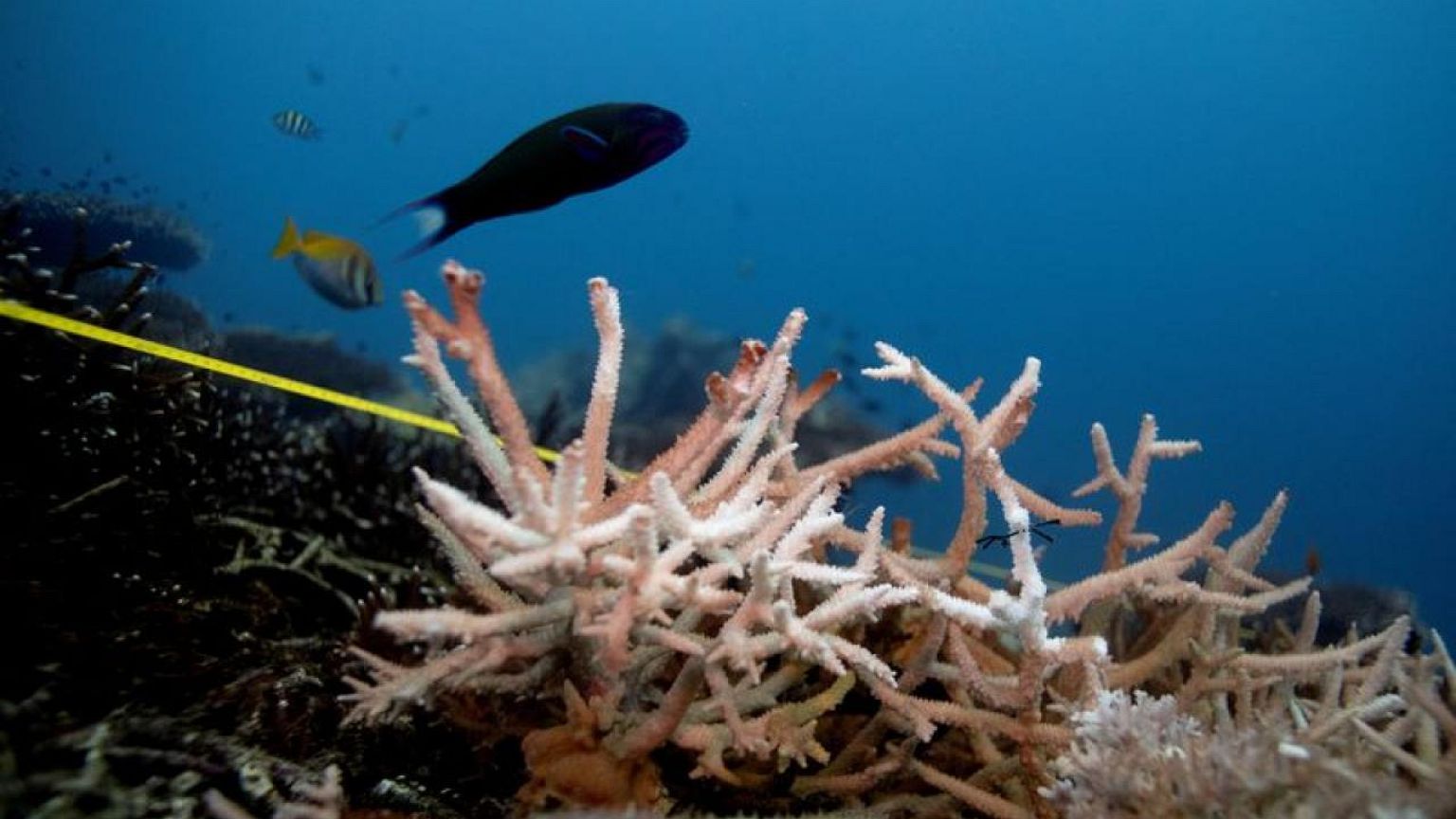 Los océanos son más calientes, más altos y más ácidos, advierte un informe climático