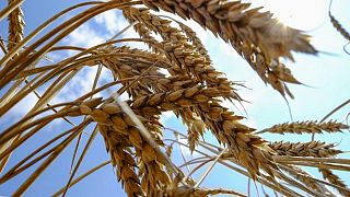 Futuros del trigo caen, con operadores atentos a negociación sobre exportaciones de Ucrania