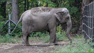 حكم قضائي أمريكي برفض اعتبار أنثى فيل "شخصا" وإبقائها بحديقة حيوان