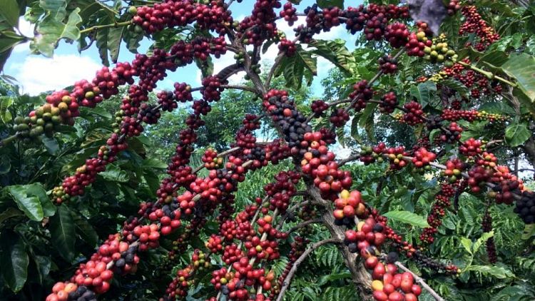 Brasileña Conab reduce estimación de cosecha de café para 2022