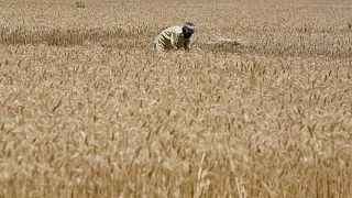 India rebaja la estimación de la producción de trigo en un 4,4% ante la ola de calor