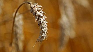 Sequía devasta algunos campos franceses, hay incertidumbre para regiones agrícolas clave