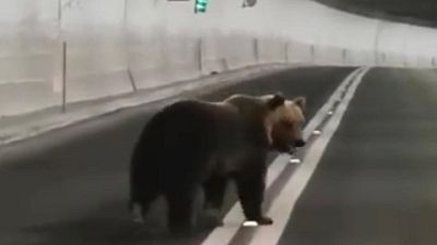 In quel momento arteria era chiusa al traffico. Video su Fb In quel momento arteria era chiusa al traffico. Video su Fb