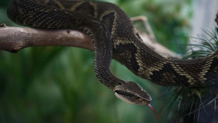 Scientists neutralize pit viper venom with compound from fruits and vegetables