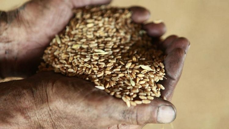 Sovecon eleva su pronóstico para las exportaciones de trigo de Rusia en 2022/23