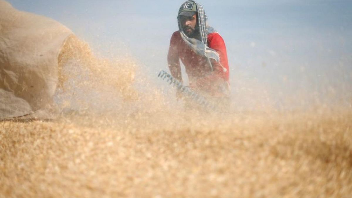 Gaza flour mills ground down by RussianUkraine conflict Euronews
