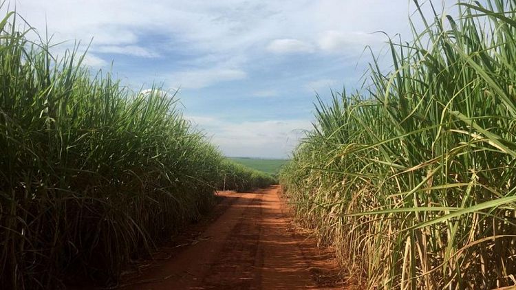 La molienda de caña de azúcar en el centro-sur de Brasil baja 17% a principios de mayo