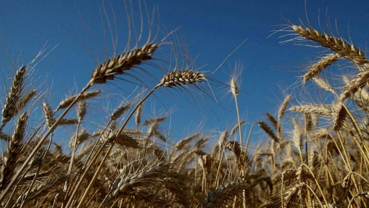توقعات بأن يصل حصاد القمح الشتوي في أوكرانيا إلى 20.1 مليون طن هذا العام