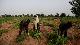 El BAfD quiere enviar fertilizantes de emergencia a África Occidental