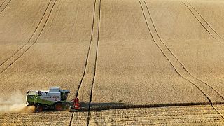 Rusia espera aumentar las exportaciones de grano en la nueva temporada: ministro