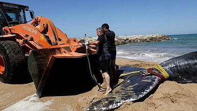 نفوق حوت بعد أسبوع من إنقاذه من "جدار الموت" قبالة ساحل إسبانيا
