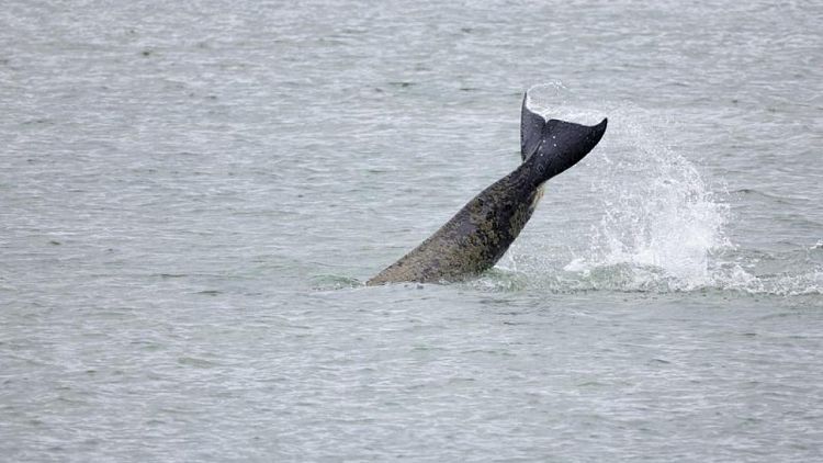 مسؤولون فرنسيون يستخدمون أصوات الحيتان القاتلة لإرشاد حوت تائه في نهر السين