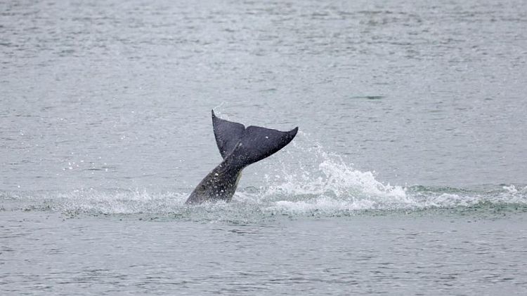 Ailing whale stuck in French river died - Sea Shepherd