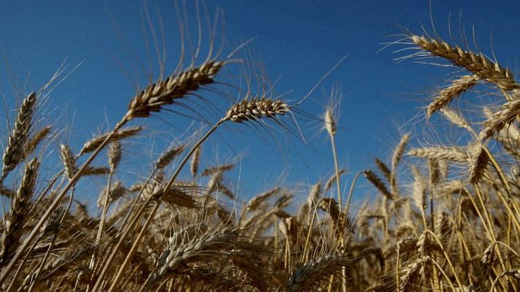 صادرات الحبوب الأوكرانية حتى الآن 47.2 مليون طن في موسم 2021-2022