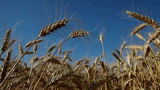 اتحاد: توقعات بانخفاض محصول القمح في أوكرانيا للعام الجاري 42%
