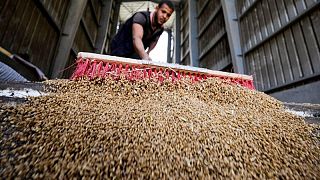 وثيقة: مصر تورد 3.38 ملايين طن من القمح المحلي حتى الآن