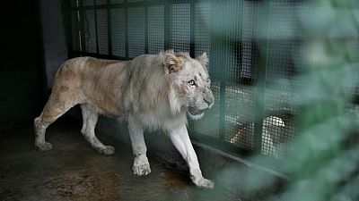 En medio de la crisis, leones blancos despiertan entusiasmo en zoológico de  la capital de Venezuela | Euronews